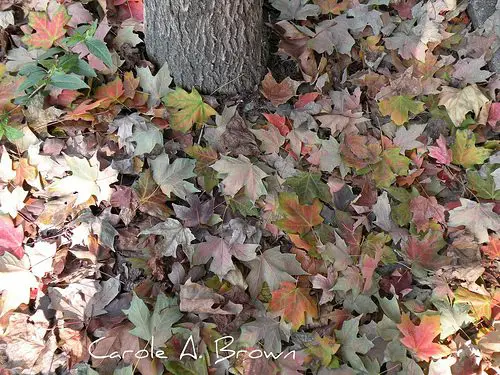 Life in the Leaf Litter: Don’t Throw a Good Thing Away