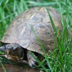 A Visit to Helen Yoest’s Ecosystem Garden