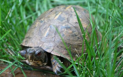 A Visit to Helen Yoest’s Ecosystem Garden