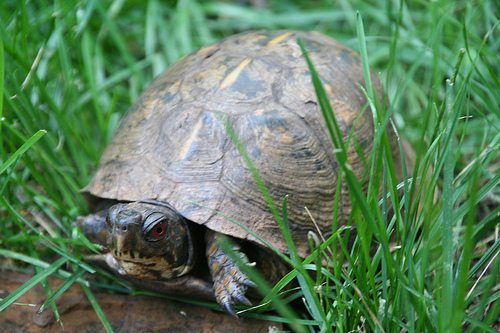 A Visit to Helen Yoest’s Ecosystem Garden