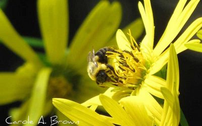 Helping Your Neighbors Learn to Love Wildlife