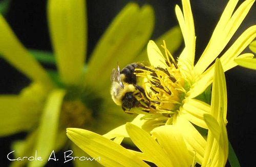 National Wildflower Week