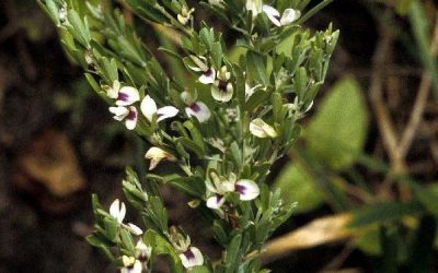 Chinese Lespedeza makes “Most Hated Plants” List