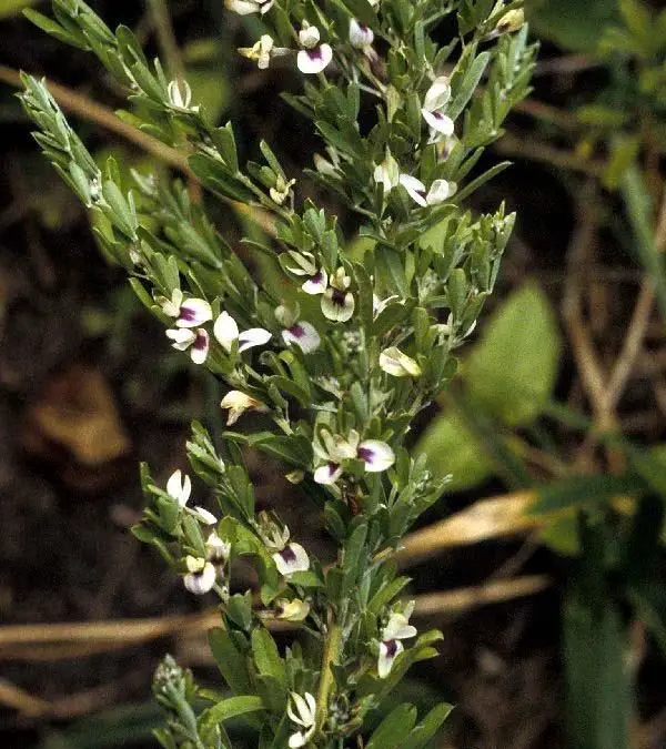 Chinese Lespedeza makes “Most Hated Plants” List