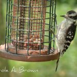 Project Feeder Watch begins: be a citizen scientist