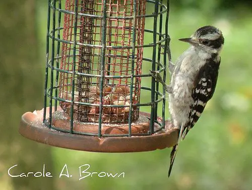 Project Feeder Watch begins: be a citizen scientist