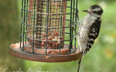 Bread is NOT Bird Food