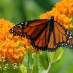 Butterfly Gardening for Monarchs: Got Milkweed?