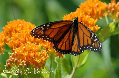Monarch Butterfly Wintering Population at All Time Low