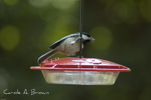 Chickadees in the Wildlife Garden