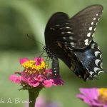 Butterfly numbers plunge by 50 percent