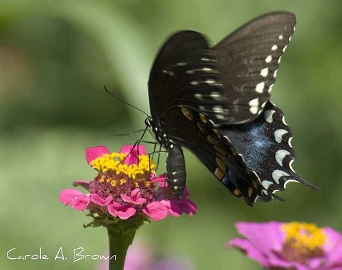 Butterfly numbers plunge by 50 percent