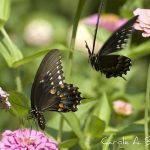 What Did Black Swallowtails Eat Before we Brought In Parsley, Dill, and Queen Anne’s Lace?