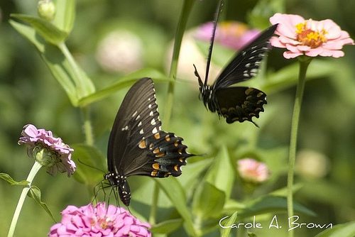 What Did Black Swallowtails Eat Before we Brought In Parsley, Dill, and Queen Anne’s Lace?