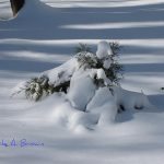 Christmas Tree Becomes Wildlife Tree