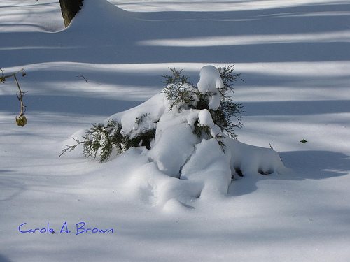 Christmas Tree Becomes Wildlife Tree