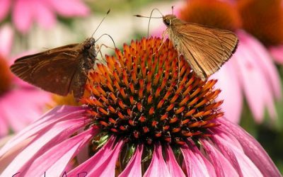 Response to: What’s Invasive? Telling People What They Can’t Plant In Their Yards