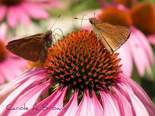 Response to: What’s Invasive? Telling People What They Can’t Plant In Their Yards