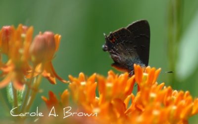 Why Your Wildlife Garden Matters