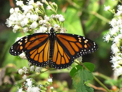 No, I am not a native plant nazi