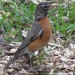 American Robins in Your Wildlife Garden