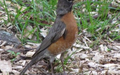 American Robins in Your Wildlife Garden