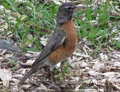 American Robins in Your Wildlife Garden