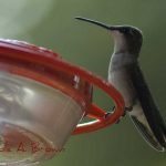 Hummingbirds Return