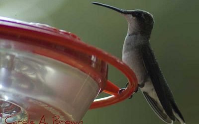 Hummingbirds Return