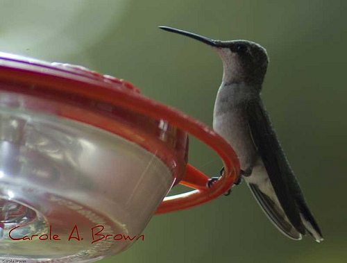 Hummingbirds Return