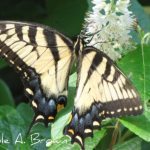 Tiger Swallowtails in the Wildlife Garden