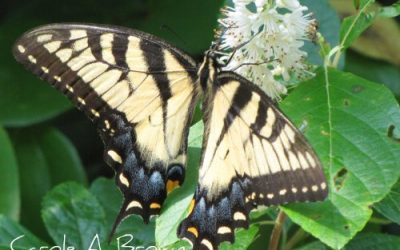 Tiger Swallowtails in the Wildlife Garden