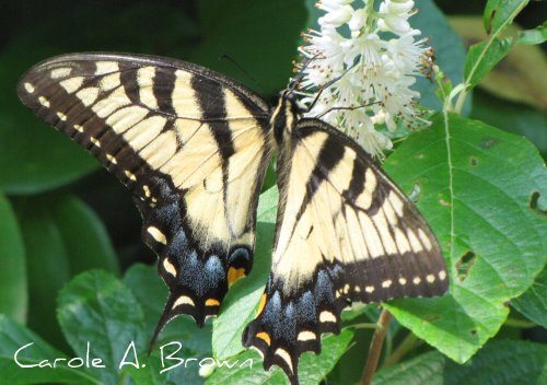 Tiger Swallowtails in the Wildlife Garden