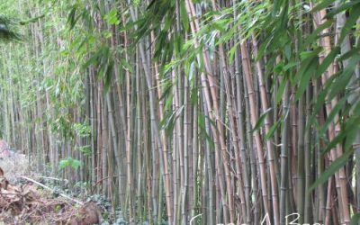 Most Hated Plants: Bamboo