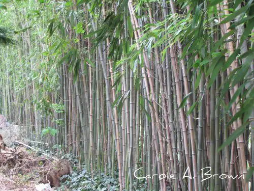 Most Hated Plants: Bamboo