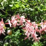 Native Plant Bloom Day: Flame Azalea