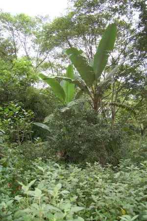 Have a Cup of Coffee and Help Save Bird Habitat