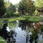 Managing Rainwater in the Ecosystem Garden