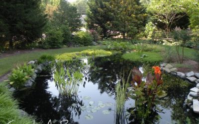 Ecosystem Gardening in Practice: How to install a dragonfly pond