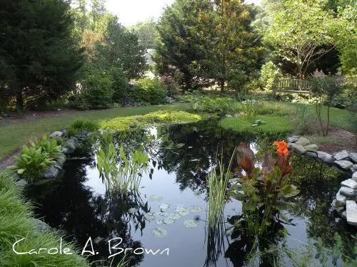 Managing Rainwater in the Ecosystem Garden