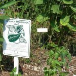 How to Certify your Conservation Garden for Wildlife