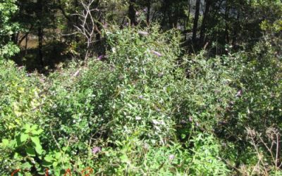 What makes a plant invasive? The first lesson in what NOT to plant