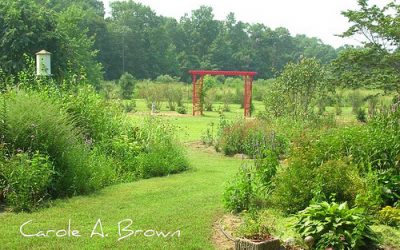 Why Lawns are not Sustainable in Ecosystem Gardening