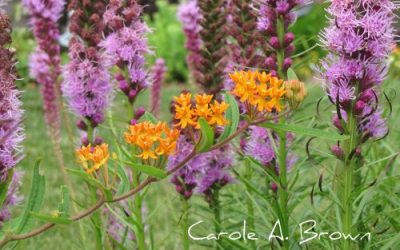 Ecosystem Gardening and Native Plants