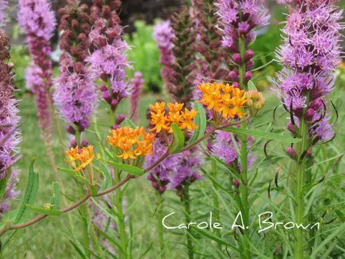 Ecosystem Gardening and Native Plants