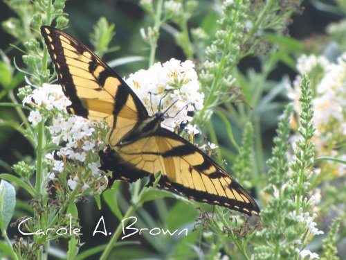 Why Are There So Many Tiger Swallowtails this Year?