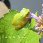 5 Ways to Help Amphibians in Your Ecosystem Garden