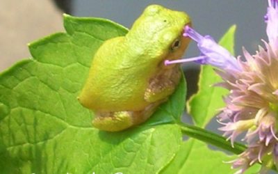 5 Ways to Help Amphibians in Your Ecosystem Garden