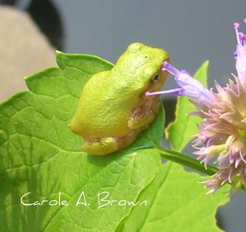 The Power of Doing Just One Thing in Your Ecosystem Garden