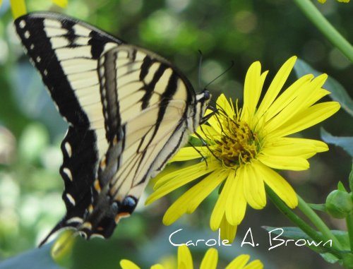 The Great Native Plant Debate